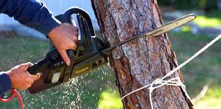 Best Commercial Tree Services  in Hacienda Heights, CA