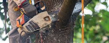 Best Aeration Services  in Hacienda Heights, CA