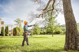 Professional Tree Care in Hacienda Heights, CA