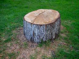 How Our Tree Care Process Works  in  Hacienda Heights, CA