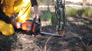 Best Lawn Renovation and Restoration  in Hacienda Heights, CA