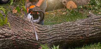 Best Leaf Removal  in Hacienda Heights, CA
