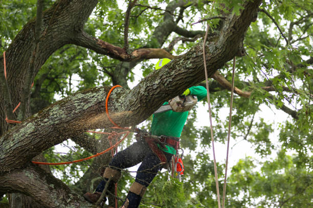 Best Tree Health Inspection  in Hacienda Heights, CA