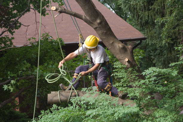 Lawn Watering Services in Hacienda Heights, CA