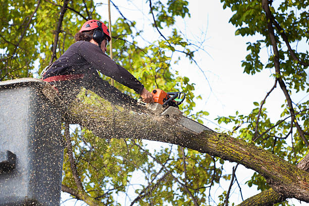 Best Tree Maintenance Programs  in Hacienda Heights, CA