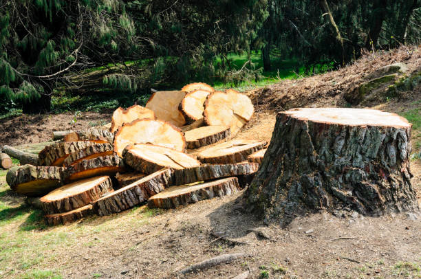  Hacienda Heights, CA Tree Care Pros